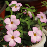 Oxalis obtusa Series Bulb - 'Haha', Pack of 3 Bulbs