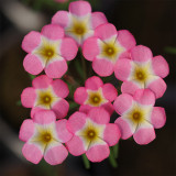 Oxalis obtusa Series Bulb - 'Rainbow', Pack of 1 Bulb