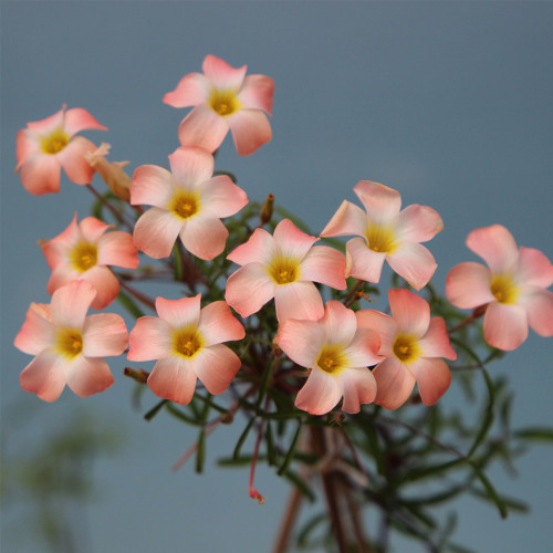 Oxalis obtusa Series Bulb - 'Lunar Halo', Pack of 3 Bulbs