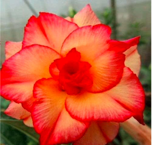 Adenium Obesum Bonsai Seeds Desert Rose Flower Plant Semillas Very Easy to Grow - (Color: 9)