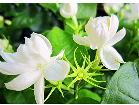 White Jasmine Seeds Jasmine Flower Fragrant Plant Arabian Jasmine