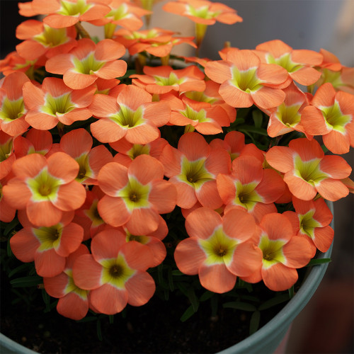 Oxalis obtusa Series Bulb - 'Rounded Venus', Pack of 2 Bulbs