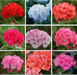 Geranium Seeds Pelargonium hortorum Flower (Color: 6)