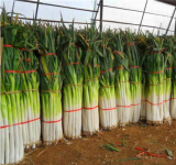Giant Chinese Green Onion Plant Home Garden Seed