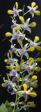 Multi Color Dendrobium Orchids Seeds (Color: 11)