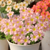 Oxalis obtusa 'Veil' Flowering Bulbs | Pink Winter & Spring Flowers, Easy-Care for Pots & Gardens