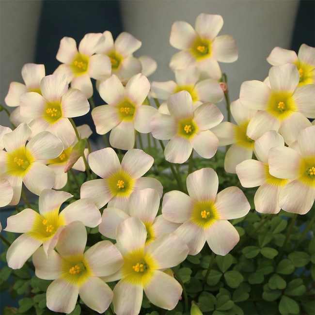 Oxalis Obtusa 'Kunzite' Flowering Bulbs - White & Yellow Winter Blooms, Easy Care Dormant Plants