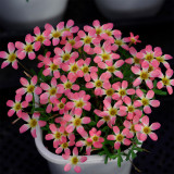 Oxalis Candy Box Series - 'Cherry', Pack of 2 Bulbs