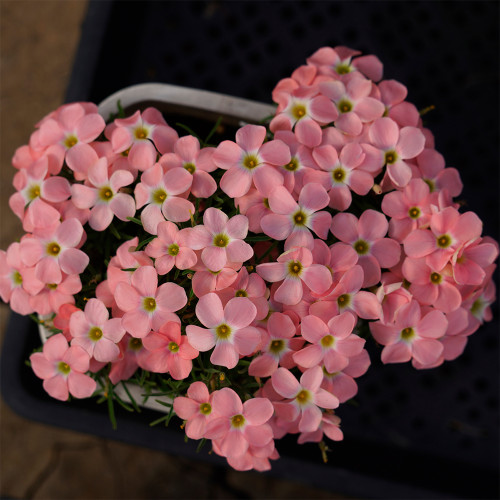 Oxalis obtusa 'Grapefruit' Flowering Bulbs - Winter to Spring Bloom, Low Maintenance Pink Shamrock Plants for Pots & Gardens