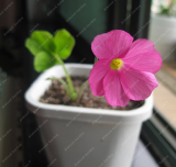 Precious Lucky Oxalis of Perennial Garden Flowers Seeds