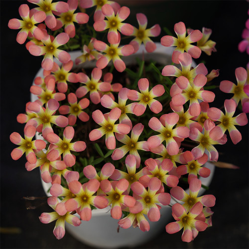 Oxalis Candy Box Series - 'Watermelon', Pack of 2 Bulbs