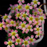 Oxalis Candy Box Series - 'Apple', Pack of 2 Bulbs