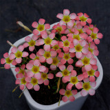 Oxalis Candy Box Series - 'Peach', Pack of 2 Bulbs