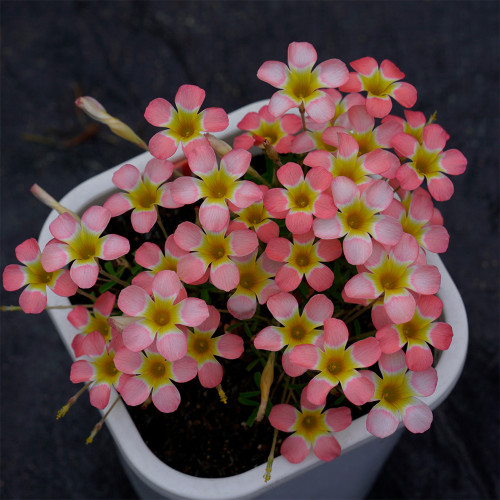 Oxalis Candy Box Series - 'Peach', Pack of 2 Bulbs