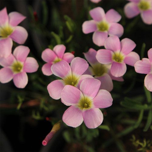 Oxalis obtusa 'Berry Sundae' Flowering Bulbs - Winter-Spring Bloom, Low Maintenance, Perfect for Pots & Rock Gardens