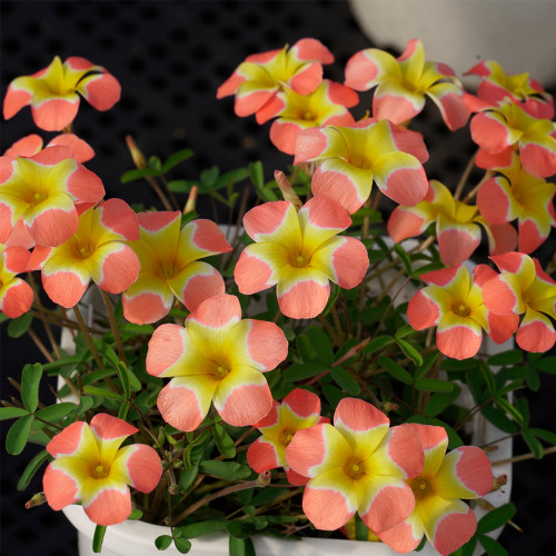 Oxalis obtusa 'Pale Yael' Flowering Bulbs - Unique Bicolor Winter-Spring Blooms for Pots & Gardens