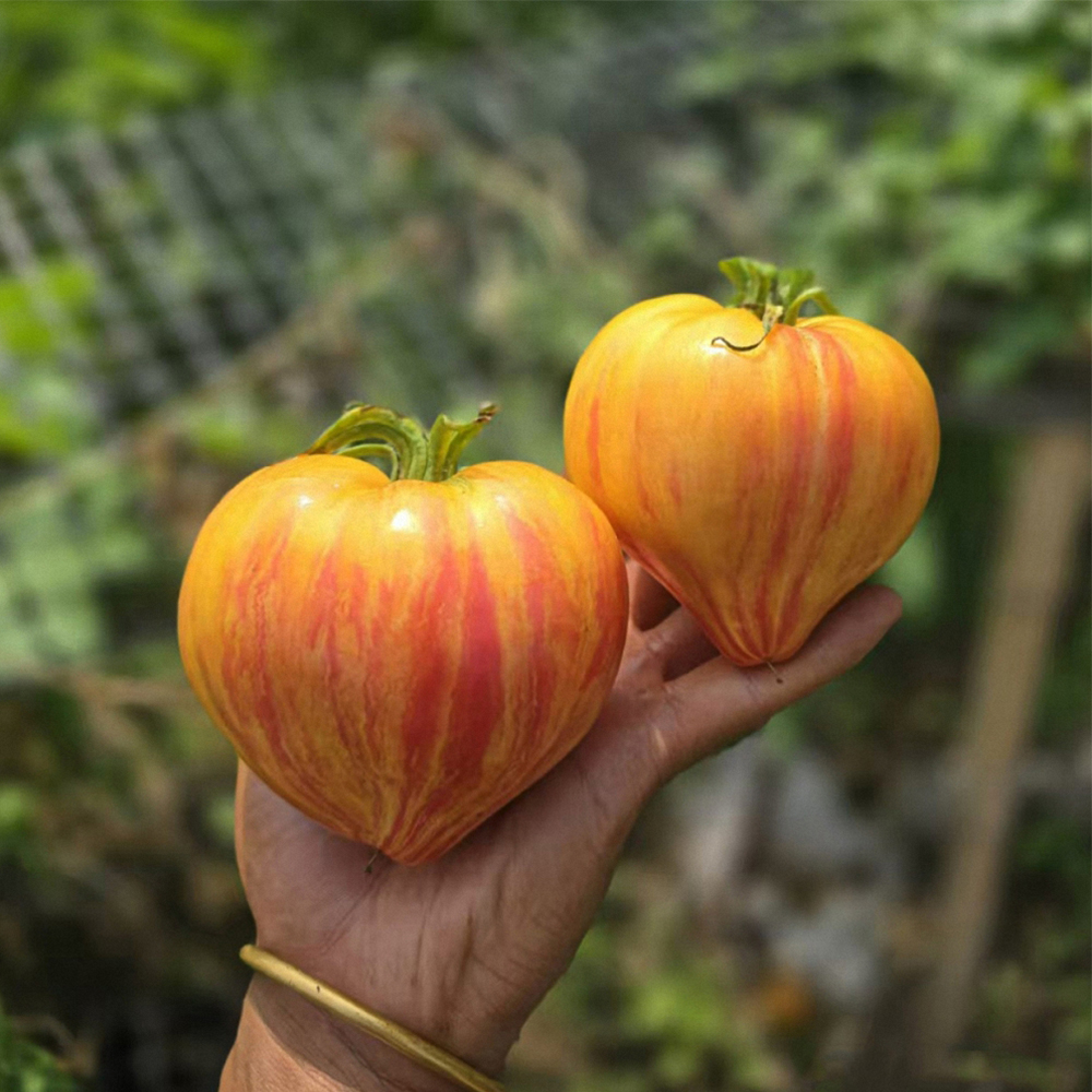 VT-16 Mutant Tomato Seeds - Sweet Marbled Flesh, High Yield