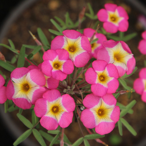 Oxalis obtusa 'Rose Yael' Flowering Bulbs | Vibrant Rose Pink Bicolor Winter Spring Blooms for Pots & Gardens