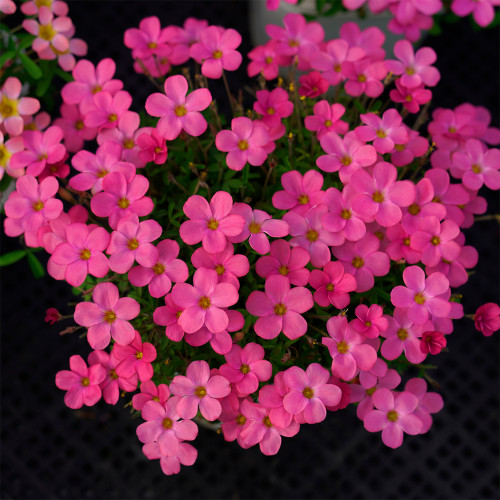 Oxalis glabra 'Burgundy' Flowering Bulbs | Vibrant Pink Winter & Spring Flowering | Easy Care Pot & Garden Plant