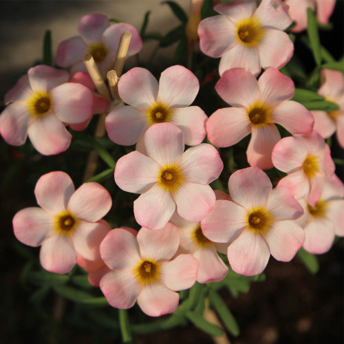 Oxalis obtusa 'Polar Aurora' Flowering Bulbs | Pink Winter-Spring Blooms for Pots, Windowsills & Gardens | Low Maintenance