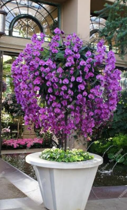 Dendrobium Orchids Seeds (Color: 6)