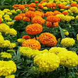 African Marigold Seeds - Tagetes erecta, Giant Orange & Yellow Blooms, Long Blooming Season, Easy to Grow