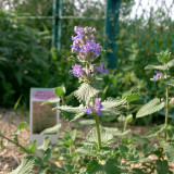 Fragrant Mint Seeds - Lavender-Blue Flowers & Aromatic Leaves, Fast-Growing Perennial with Cooling Mint Fragrance