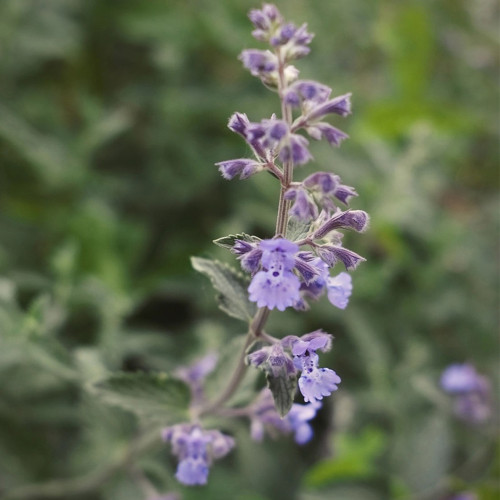 Fragrant Mint Seeds - Lavender-Blue Flowers & Aromatic Leaves, Fast-Growing Perennial with Cooling Mint Fragrance