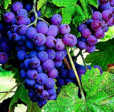 Kyoho Grape Seeds (Color: 4)