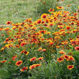 Blanket Flower Seeds | Heat/Drought/Cold Tolerant Perennial with Vibrant Summer Blooms