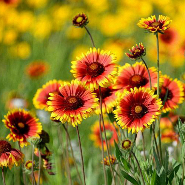 Blanket Flower Seeds | Heat/Drought/Cold Tolerant Perennial with Vibrant Summer Blooms
