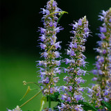 Korean Mint Seeds (Agastache rugosa) - Fragrant Medicinal Herb for Gardens