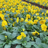 Super Bingo Yellow Pansy Seeds | Biennial Perennial, Lanceolate Leaves, Heat Tolerant Plants