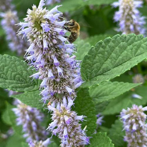 Korean Mint Seeds (Agastache rugosa) - Fragrant Medicinal Herb for Gardens