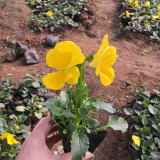 Super Bingo Yellow Pansy Seeds | Biennial Perennial, Lanceolate Leaves, Heat Tolerant Plants