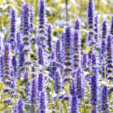 Korean Mint Seeds (Agastache rugosa) - Fragrant Medicinal Herb for Gardens
