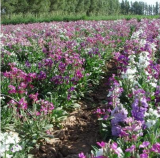 Matthiola Seeds Matthiola Incana Ten Week Mix Color (Color: 1)