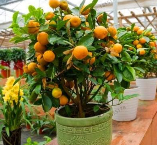 Mandarin Orange Seeds Bonsai Dwarf Indoor Outdoor Fruit Tree