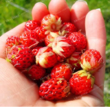 Red Woodland Strawberry Perfume Seed (Color: 1)