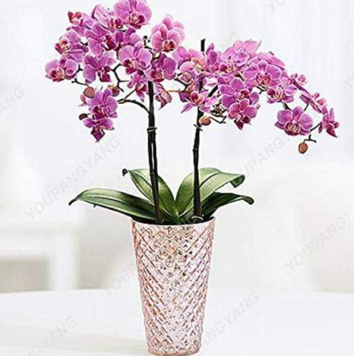 Hydroponic Orchid Seeds Phalaenopsis Orchids