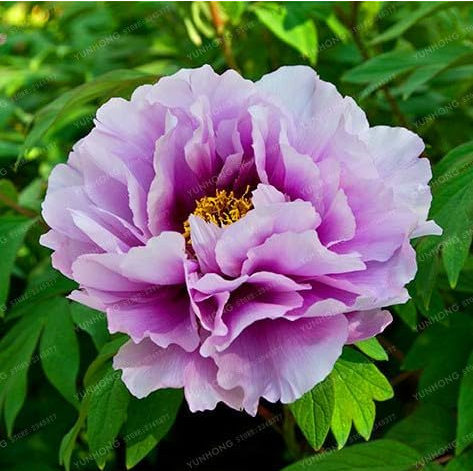 ✳︎peony✳︎ US$ 1.45 - Peony Seed Chinese Peony Flower (Color: 6) - www