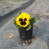 Super Bingo Series Blotched Yellow Pansy Seeds | Ghost Face Blooms | Cold-Tolerant Viola