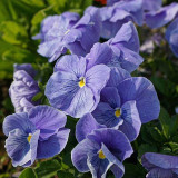 Super Bingo Series Blue Pansy Seeds - With Unique Stripes Flowers for Gardens & Containers