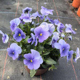 Super Bingo Series Blue Pansy Seeds - With Unique Stripes Flowers for Gardens & Containers