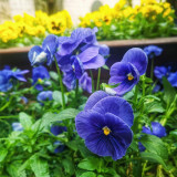 Super Bingo Series Blue Pansy Seeds - With Unique Stripes Flowers for Gardens & Containers
