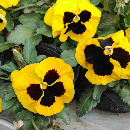 Super Bingo Series Blotched Yellow Pansy Seeds | Ghost Face Blooms | Cold-Tolerant Viola