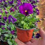 Super Bingo Purple Pansy Seeds | Deep Violet Flowers | Cold-Tolerant & Easy Grow