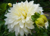 Multi-Colored Dahlia Bulb Perennial Dahlia Flower (Color: 18)