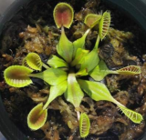 Dionaea Muscipula Giant Clip Venus Fly Trap Insectivorous (Color: 7)