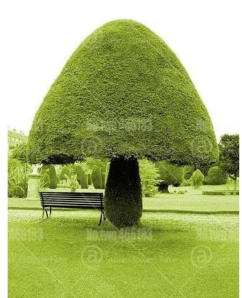 Juniper Seed Perennial Tree Plants